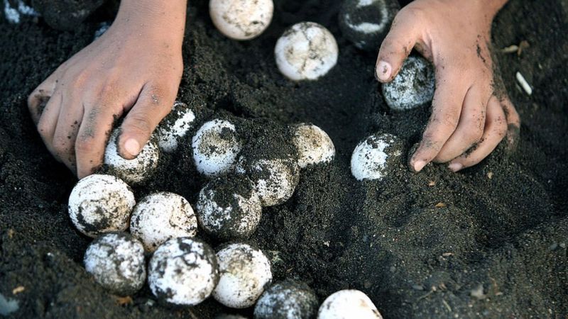 Sea turtle eggs — Kirana Retreat conservation