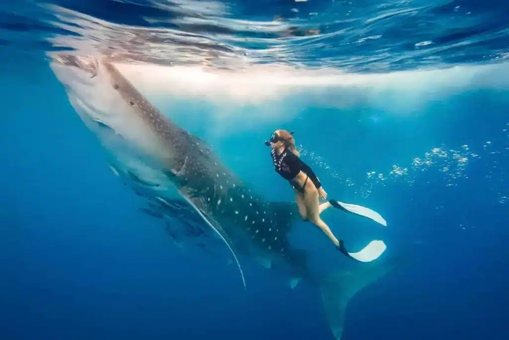 whale shark diiving at sumbawa